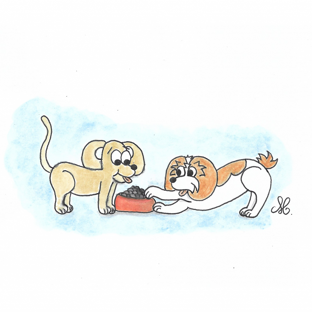 Le bruit des croquettes